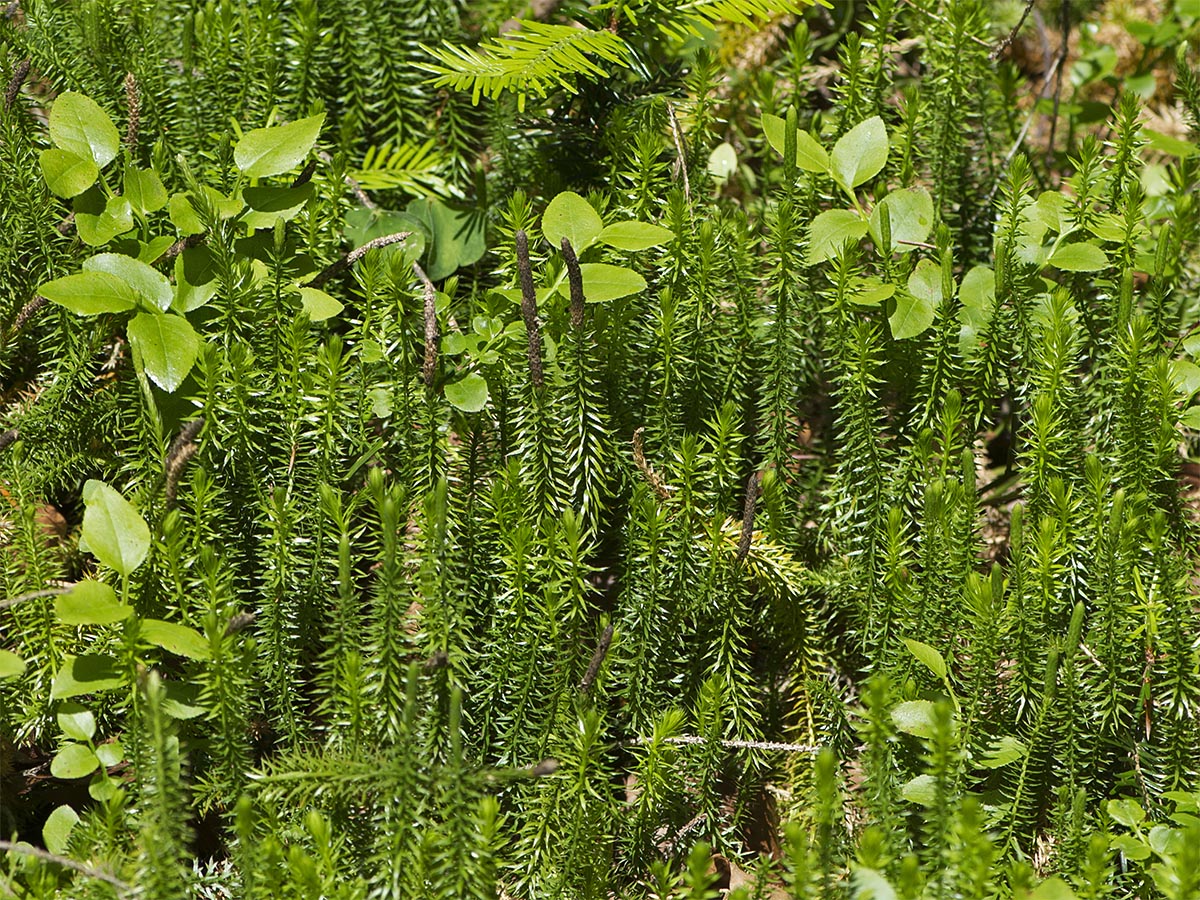 Lycopodium annotinum